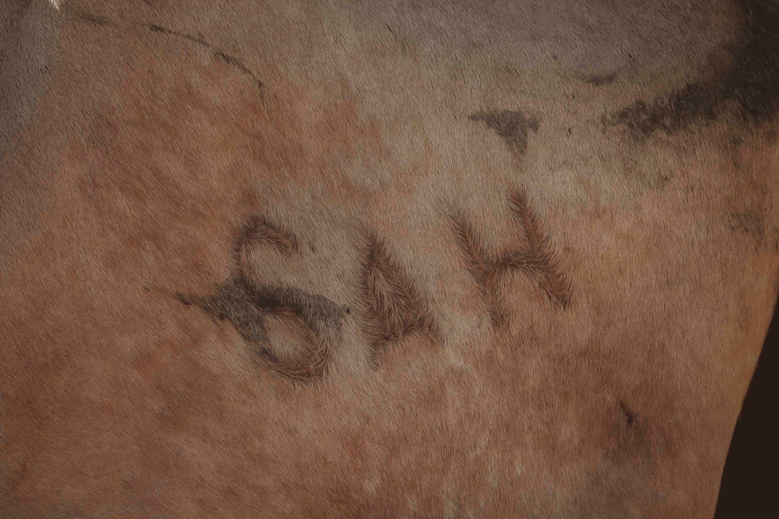 A farm brand mark on the hide of a red Boran beast