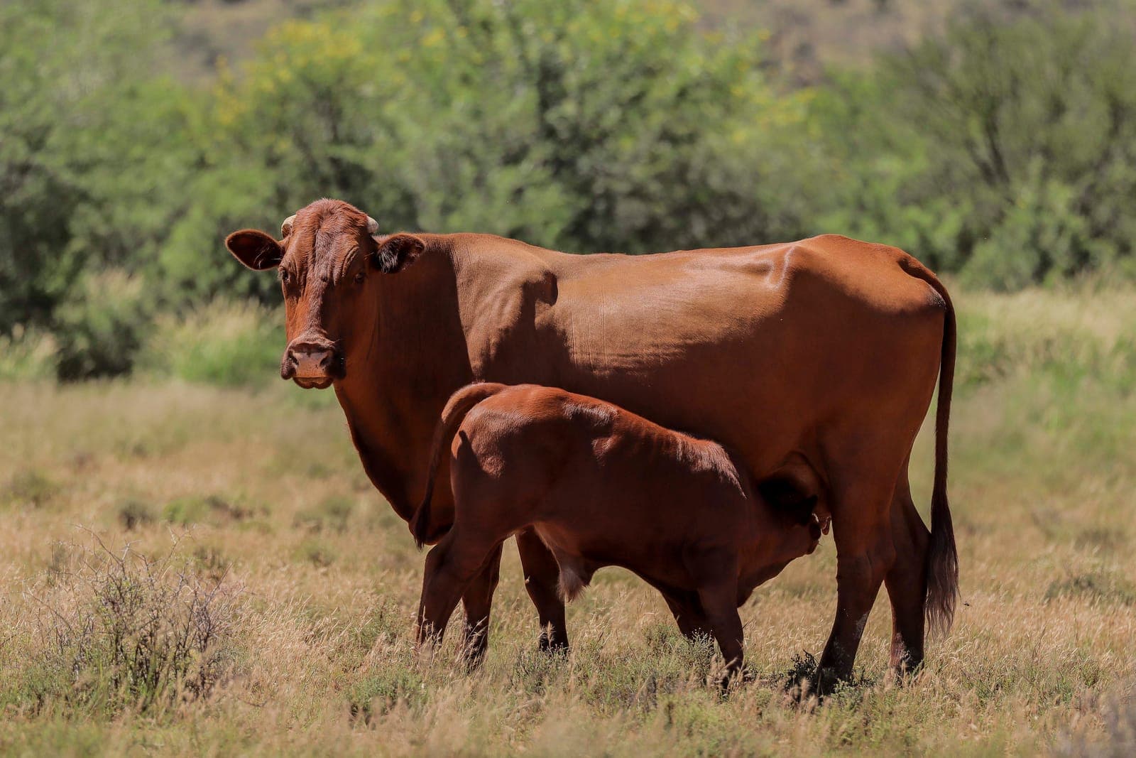 A Boran cow and her calf standing in veld
