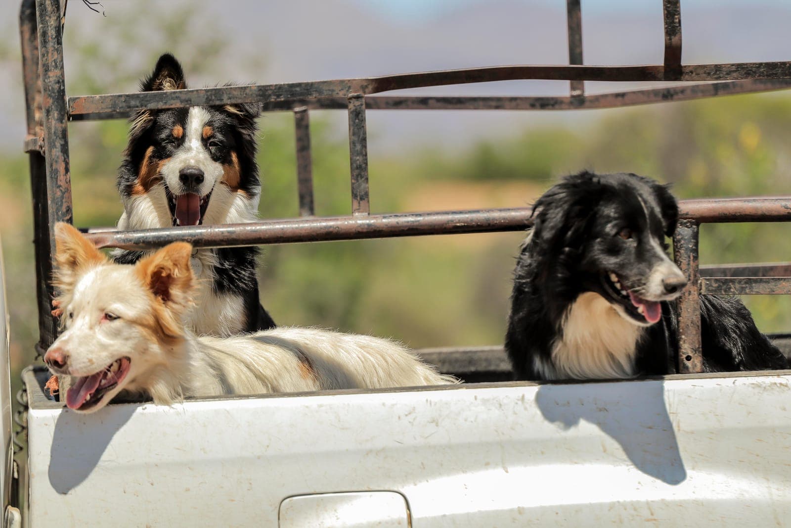 Two working dogs riding on the back of a farm bakkie