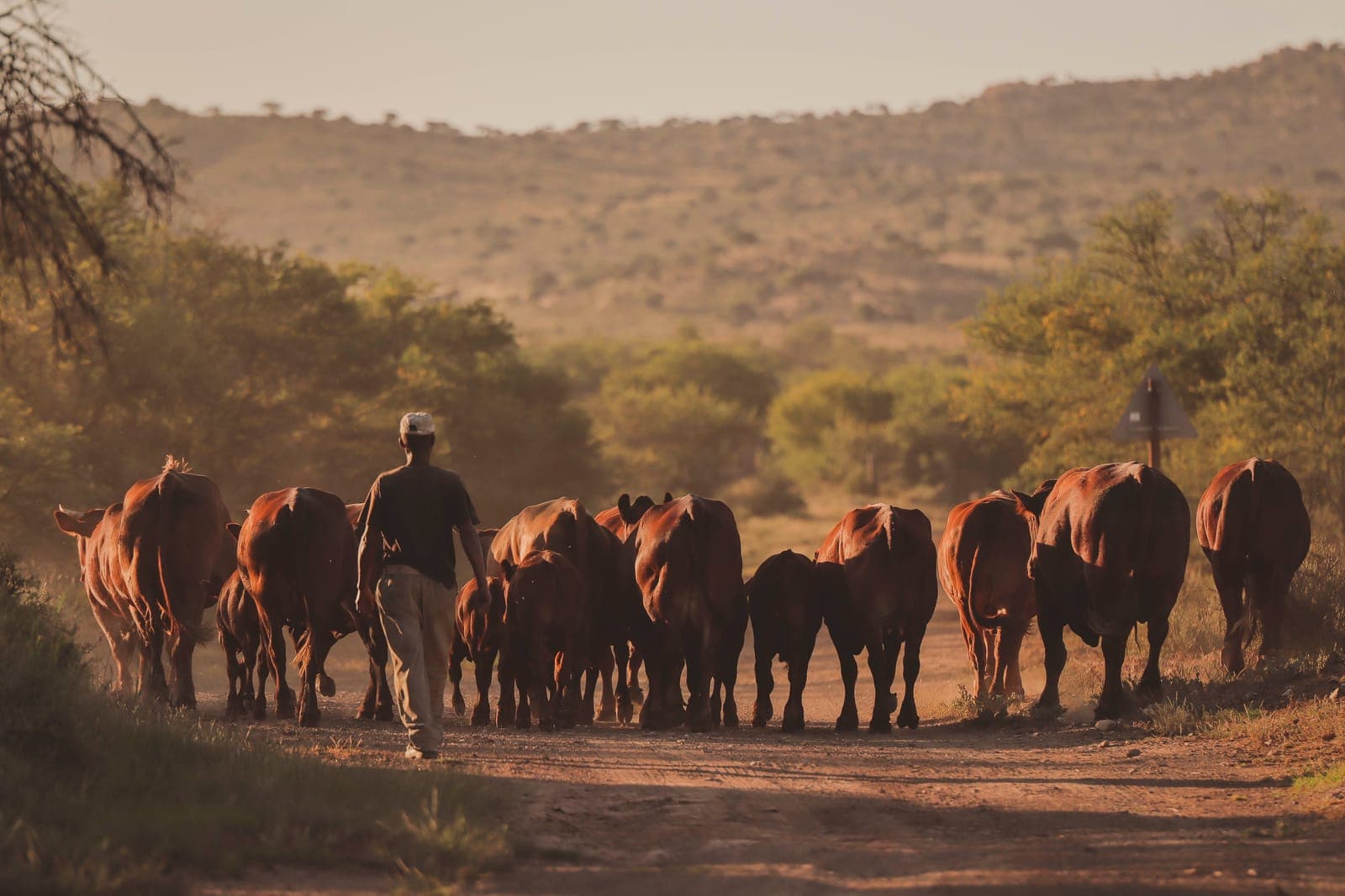 A farmer droving a herd of cattle along a dirt track