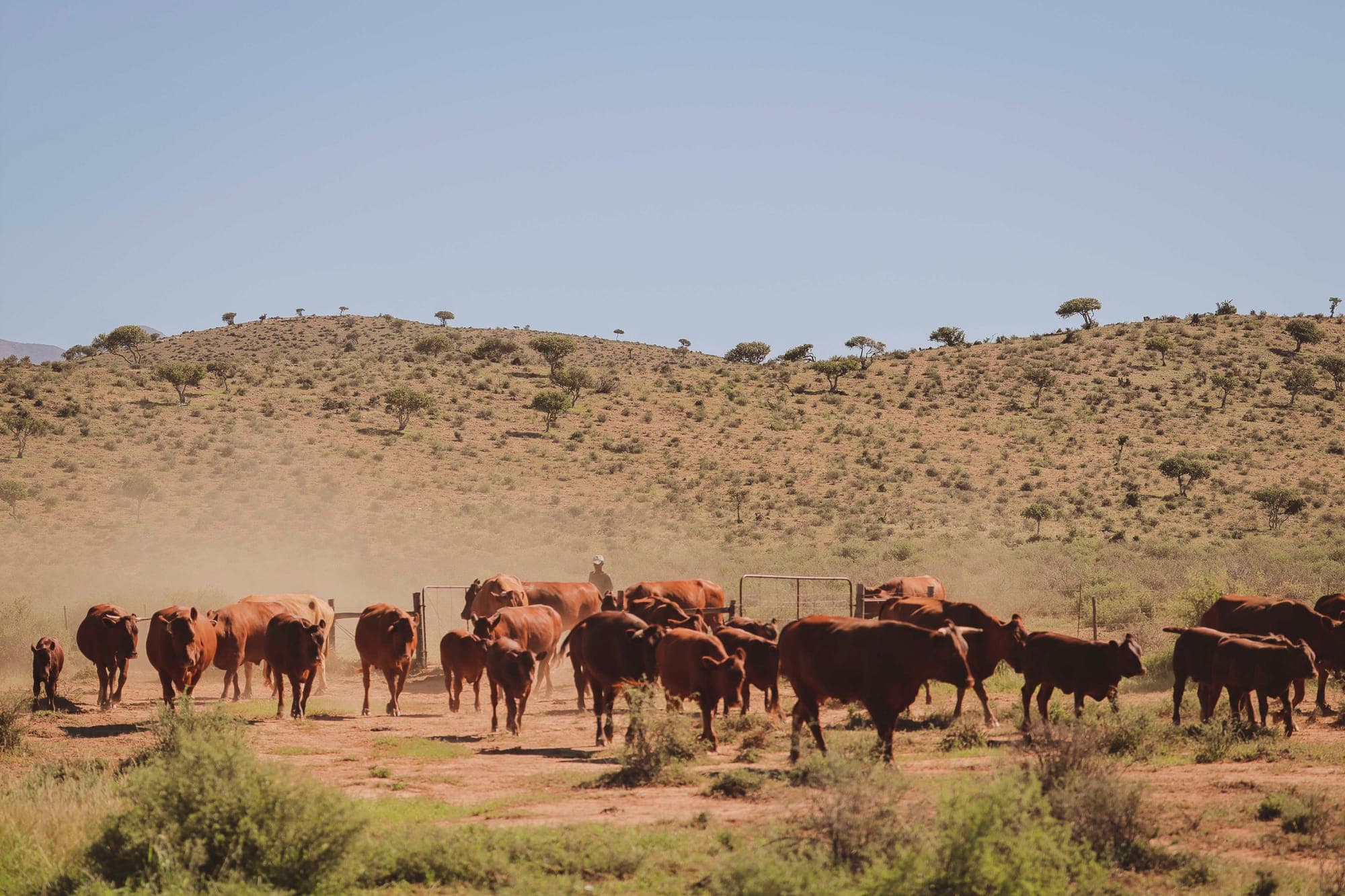 Cattle moving across Karoo veld under an open sky